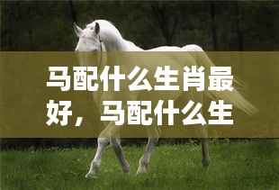 生肖奥秘揭秘,马与哪些生肖最配?