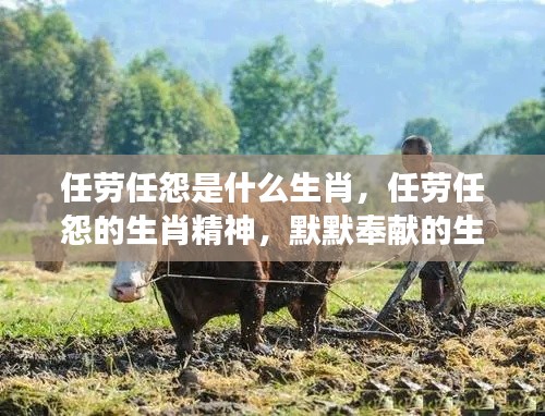 任劳任怨的生肖精神解读,默默奉献的力量与生肖力量的展现