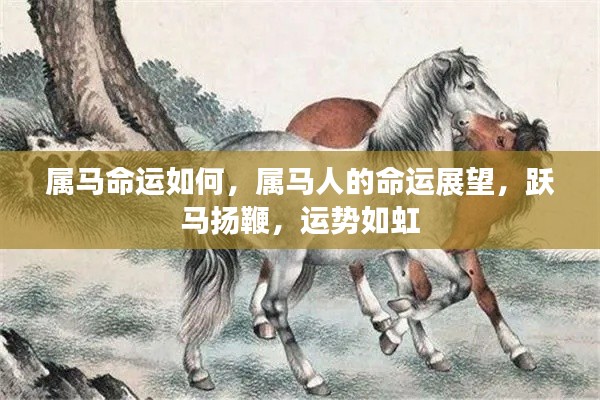 属马人的命运展望,运势如虹,跃马扬鞭的辉煌之旅