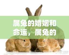属兔的婚姻和命运详解,婚姻与命运概览
