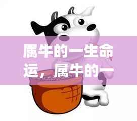 属牛人的稳健命运与丰盈人生之路