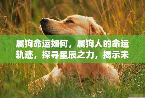 属狗人的命运探索,星辰之力揭示未来走向
