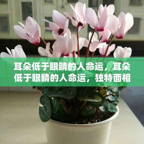 耳朵低于眼睛的人命运解析,独特面相揭示命运之谜