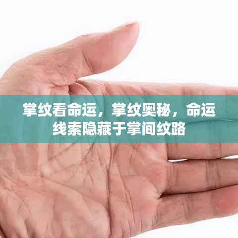 掌纹奥秘,揭示命运线索,掌纹纹路揭示未来
