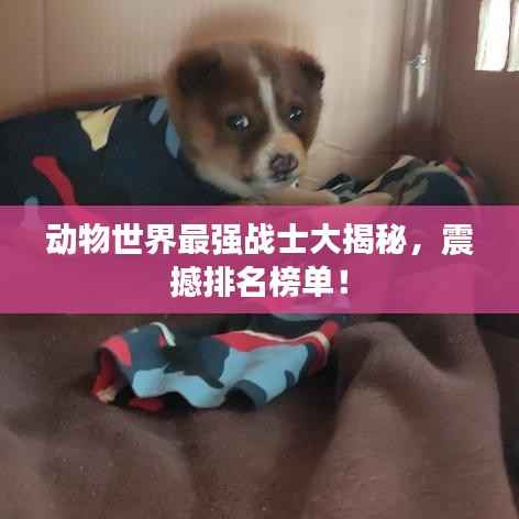 动物世界最强战士大揭秘,震撼排名榜单!