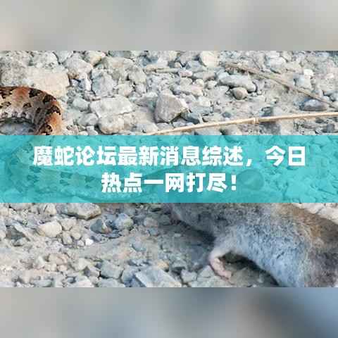 魔蛇论坛最新消息综述,今日热点一网打尽!