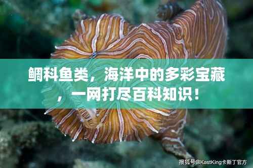 鲷科鱼类,海洋中的多彩宝藏,一网打尽百科知识!