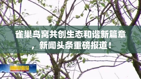 雀巢鸟窝共创生态和谐新篇章,新闻头条重磅报道!