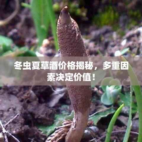 冬虫夏草酒价格揭秘，多重因素决定价值！